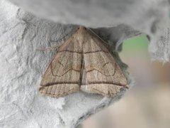 Buelinjet viftefly (Herminia grisealis)