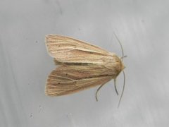 Brungult gressfly (Mythimna impura)