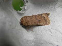 Lyst ringurtefly (Hoplodrina octogenaria)