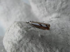 Treflekket nebbmott (Catoptria permutatellus)