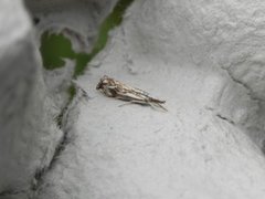 Klippenebbmott (Catoptria falsella)