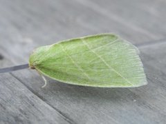 Eikebåtfly (Bena bicolorana)