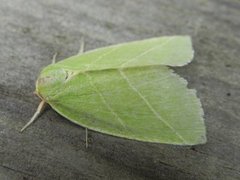 Eikebåtfly (Bena bicolorana)