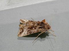 Gråbrunt metallfly (Autographa buraetica)