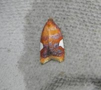 Rød flatvikler (Acleris holmiana)