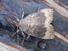 Tofarget pyramidefly (Amphipyra perflua)