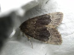 Tofarget pyramidefly (Amphipyra perflua)