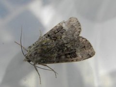 Grønt skogfly (Anaplectoides prasina)