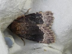 Tofarget pyramidefly (Amphipyra perflua)