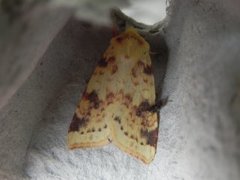 Blekt gulfly (Xanthia icteritia)