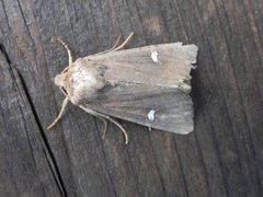 Brunt sumpfly (Helotropha leucostigma)