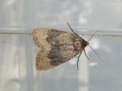 Tofarget pyramidefly (Amphipyra perflua)