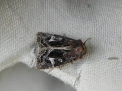 Svart sumpfly (Celaena haworthii)
