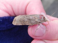 Bredbåndfly (Noctua fimbriata)