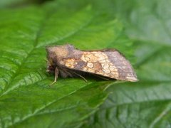 Tistelstengelfly (Gortyna flavago)