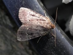 Rødt pyramidefly (Amphipyra pyramidea)