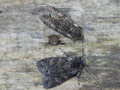 Grått kappefly (Lithophane consocia)