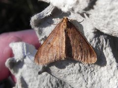 Stor frostmåler (Erannis defoliaria)