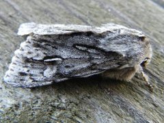 Vårlurvefly (Brachionycha nubeculosa)