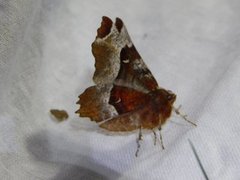 Praktmånemåler (Selenia tetralunaria)