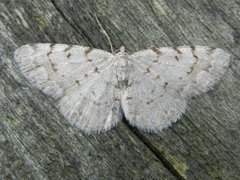 Punktbarkmåler (Aethalura punctulata)