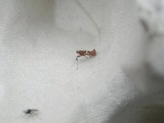 Caloptilia stigmatella