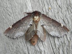 Brun vårtannspinner (Odontosia carmelita)