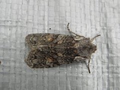 Gaffelkappefly (Lithophane furcifera)