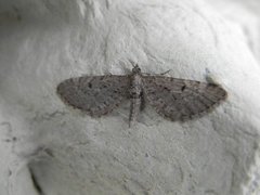 Furudvergmåler (Eupithecia indigata)