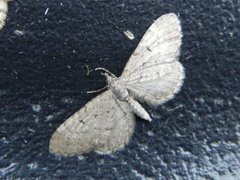 Furudvergmåler (Eupithecia indigata)