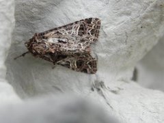 Fiolett nellikfly (Sideridis rivularis)