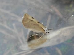 Toflekket hermelinmåler (Lomographa bimaculata)