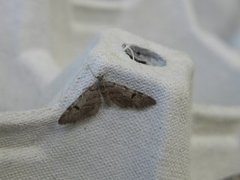 Taigadvergmåler (Eupithecia conterminata)