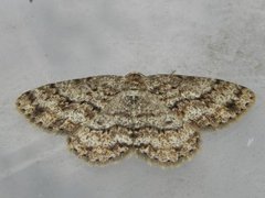 Vårbarkmåler (Ectropis crepuscularia)