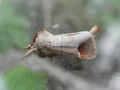 Rødflekkstjertspinner (Clostera curtula)