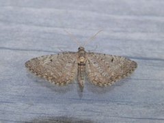 Furudvergmåler (Eupithecia indigata)