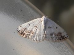 Båndhermelinmåler (Lomographa temerata)