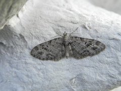 Strekdvergmåler (Eupithecia exiguata)