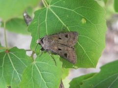 Åkerjordfly (Agrotis exclamationis)