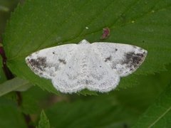 Båndhermelinmåler (Lomographa temerata)