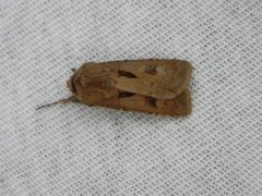 Åkerjordfly (Agrotis exclamationis)