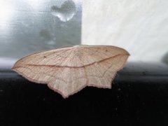Gul syremåler (Timandra comae)
