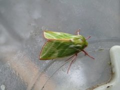 Rødfrynset båtfly (Pseudoips prasinana)