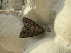 Buehakefly (Polia hepatica)