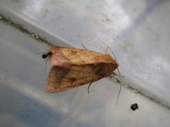 Gullfagerfly (Pyrrhia umbra)