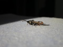 Oreglassvinge (Synanthedon spheciformis)