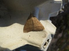 Buelinjet viftefly (Herminia grisealis)