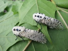 Greindreper (Zeuzera pyrina)