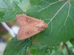 Teglrødt gressfly (Mythimna ferrago)