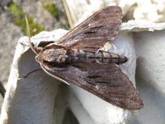 Furusvermer (Sphinx pinastri)